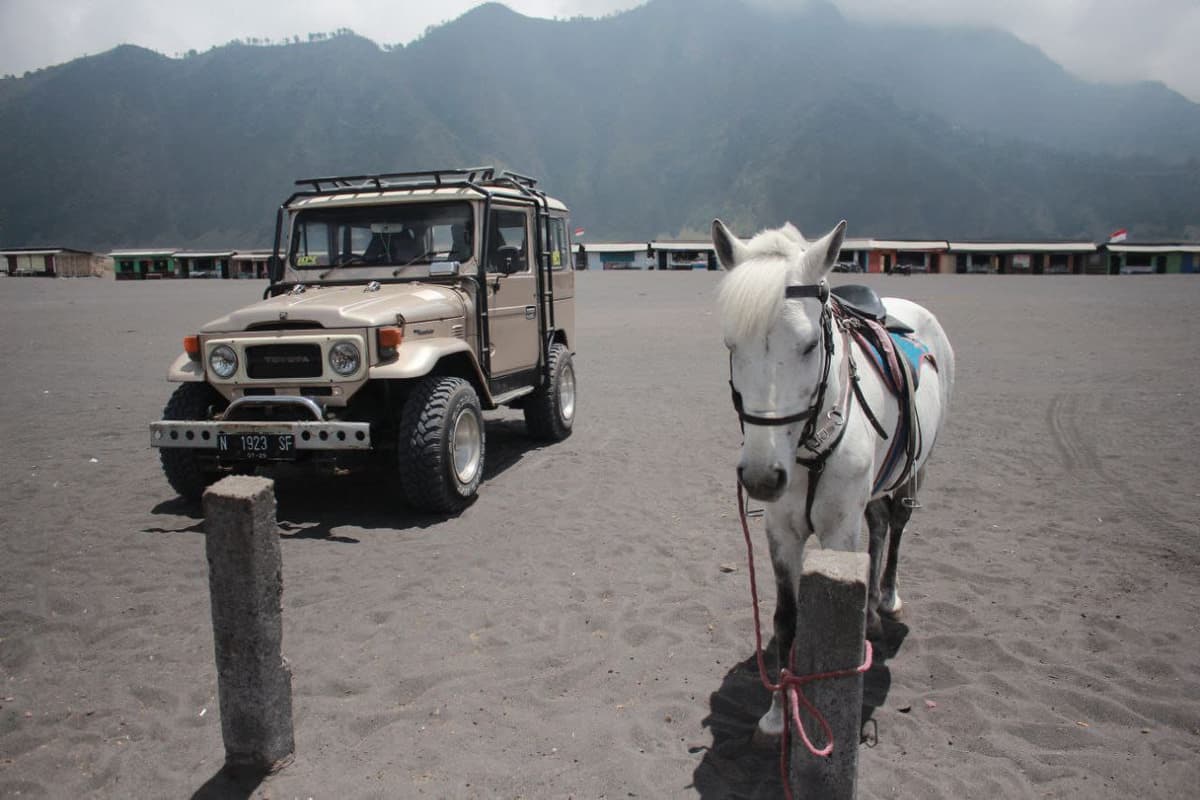 Sewa Kuda Bromo 2026